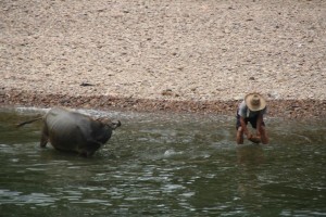 La vie au bord de la rivière