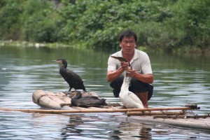 Après avoir lancé son cormoran à la poursuite d'un poisson, une fois remonté sur le "bamboo raft", il lui fait régurgiter le poisson Après avoir lancé son cormoran à la poursuite d'un poisson, une fois remonté sur le "bamboo raft", il lui fait régurgiter le poisson