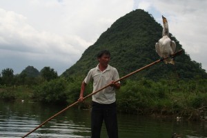 The cormorans fisherman