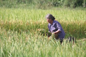 Ce sont exclusivement les femmes qui récoltent le riz...