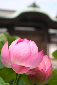 Lotus