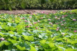 Les lotus commencent à fleurir enfin...